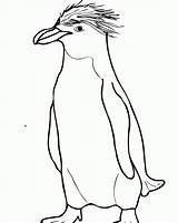 Adelie Penguin Coloring Page  Home sketch template