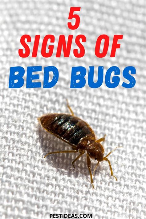 Signs of bed bugs in your home signs there might be an infestation ...