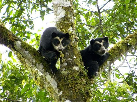 Ecuador's Maquipucuna Cloud Forest: lodge, birds, spectacled bears ...