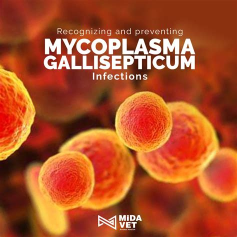 Recognizing and preventing Mycoplasma Gallisepticum infections