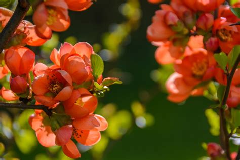 Red Petaled Flowers in Bloom Selective Focus Photo · Free Stock Photo