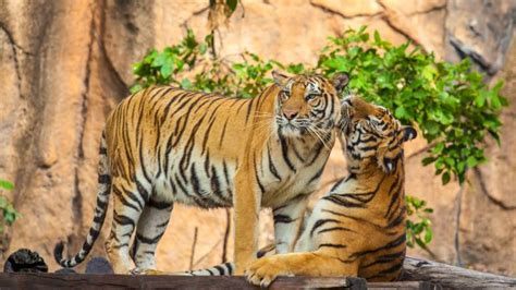 Popular Bird Species & Bird Watching Locations in Ranthambore Park