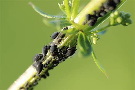 How to Identify, Remove, and Prevent Aphids on Plants - PlantSnap Blog