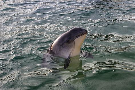 The Six Species Of Porpoises Living In The World Today - WorldAtlas.com