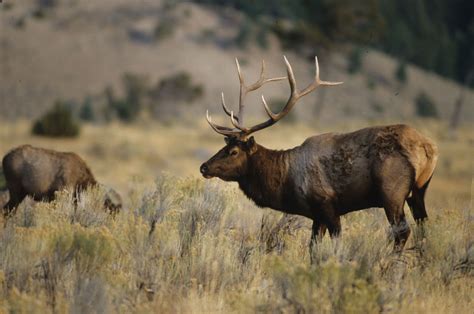 What to Do When You Encounter Wildlife on the Trail | Park City Magazine