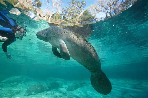 Swim with the Manatees - Scalloping - Homosassa, FL - Crystal River, FL