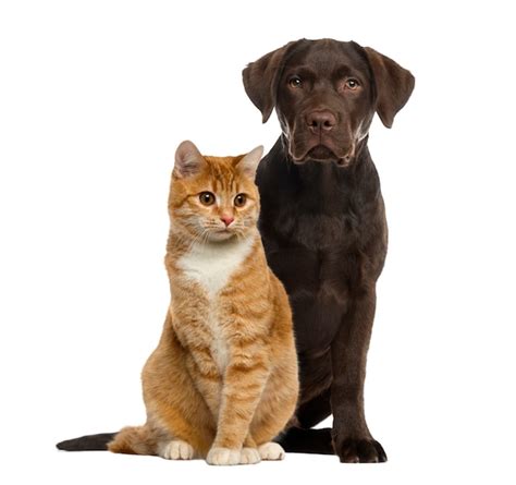 Premium Photo | Dog and cat sitting isolated on white