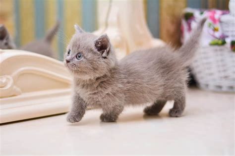 kitty cat munchkin fluffy, animal Cute Kittens, Cats And Kittens, Fluffy Animals, Cute Animals ...