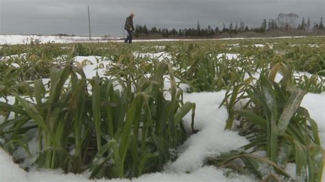 Winter cover crops plentiful, thanks to good fall weather | CBC News