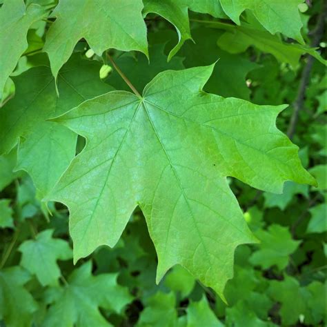 Common Tree Leaf ID: Palmate Leaves | Tyler Arboretum