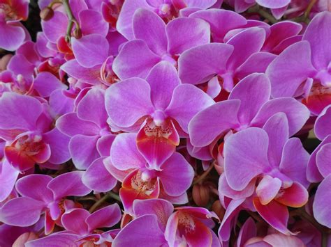 Love, Joy and Peas: Close Up Photos of Beautiful Orchids