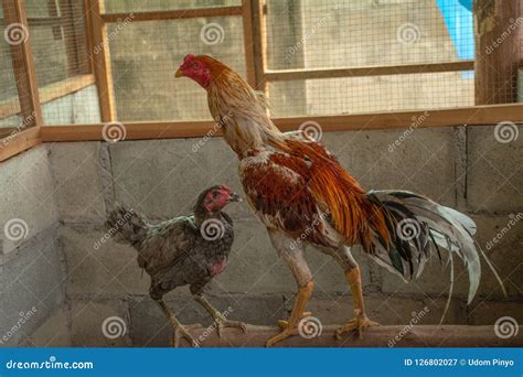 How to breed gamecock. stock image. Image of agriculture - 126802027