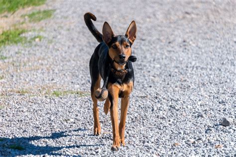 Malinois Doberman mix 10months | Doberman mix, Doberman, Terrier