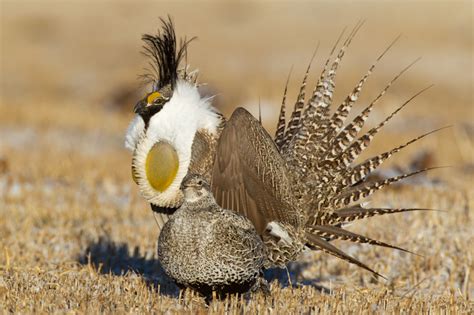 One of the most endangered species, Gunnison Sage-grouse | Noppadol Paothong Photography