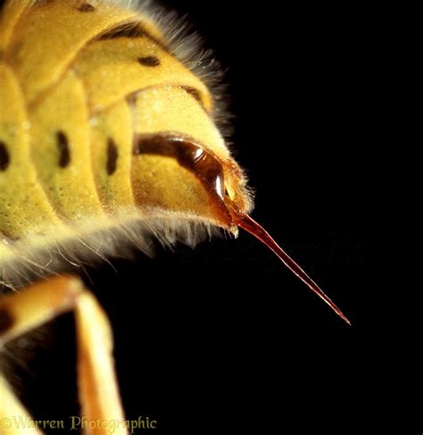 Common Wasp sting photo WP04563