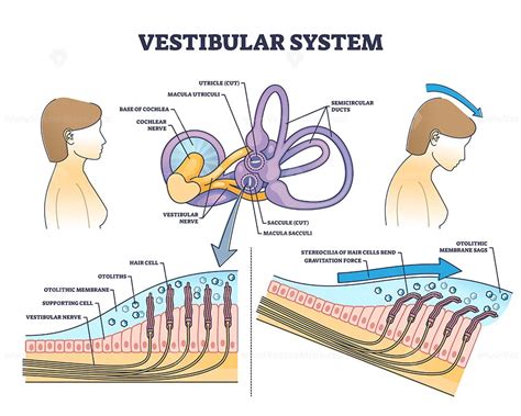 Vestibular system anatomy and inner ear medical structure outline diagram - VectorMine