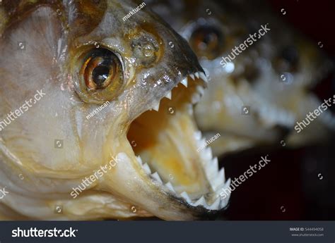 2,873 Piranha teeth Images, Stock Photos & Vectors | Shutterstock