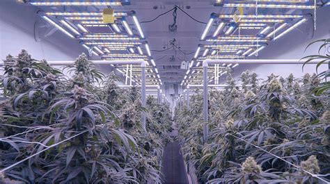 Kind Full Spectrum Led Grow Lights for Cannabis