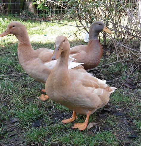 Buff Orpington Ducks (Photo by Zoe Brodie-James) | Ducks! | Duck breeds domestic, Duck breeds ...