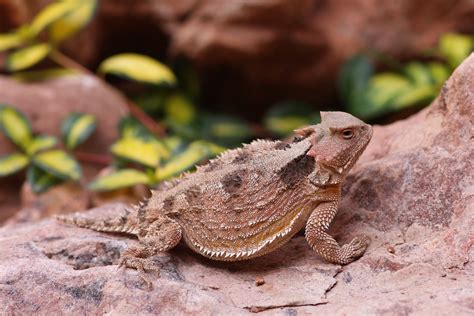 Wyoming State Reptile | Horned Lizard