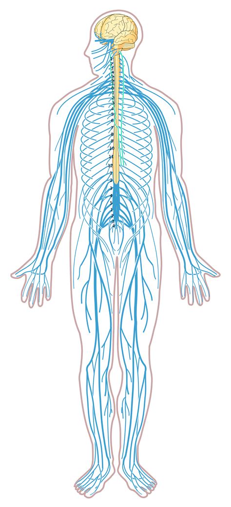 Picture Of Nervus System : Nervous System Model (1/2 Life Size) C30 / 1000231 | CNS / PNS ...
