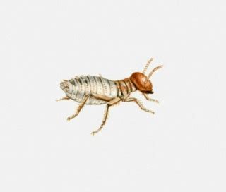 Termite Larvae, Nymphs, Baby Termites | Ehrlich Pest Control