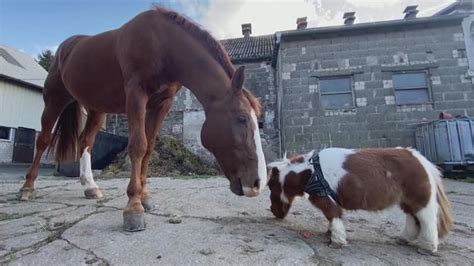 WATCH — Meet Pumuckel, possibly the world’s smallest pony | videoclip | Kids News