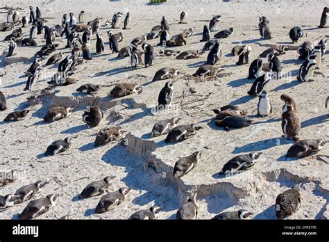 Black footed African penguin colony on Boulders Beach breeding coast ...