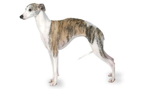 Whippet Guide - Breed Personality, Health & More | Canna-Pet