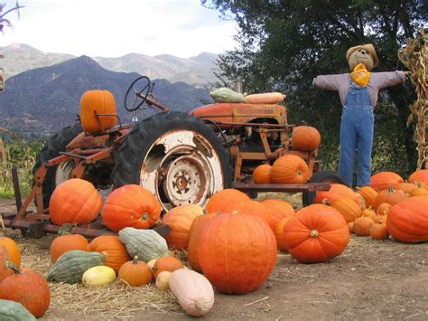 Boccali Ranch Pumpkin Patch