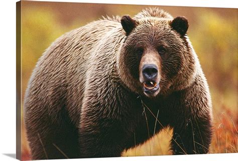 A large adult grizzly bear faces the camera Wall Art, Canvas Prints ...