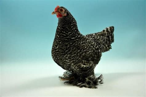 Booted Bantam | Chickens | Breed Information | Chicken breeds, Bantam ...