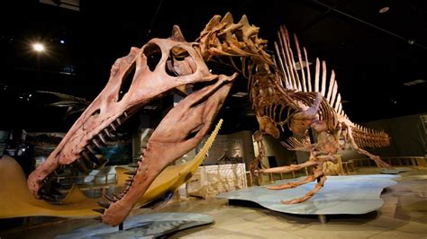 Nat Geo speaker tells discovery of one-of-a-kind Spinosaurus