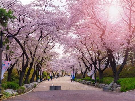 Cherry Blossoms in Seoul: 7 Best Viewing Spots - KKday Blog