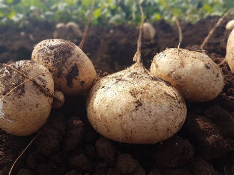 HOW IS JICAMA CULTIVATED? – Agrícola Dofra