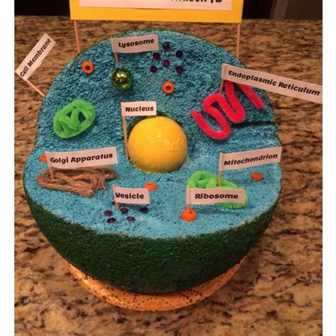 How To Make A 3d Animal Cell Diagram