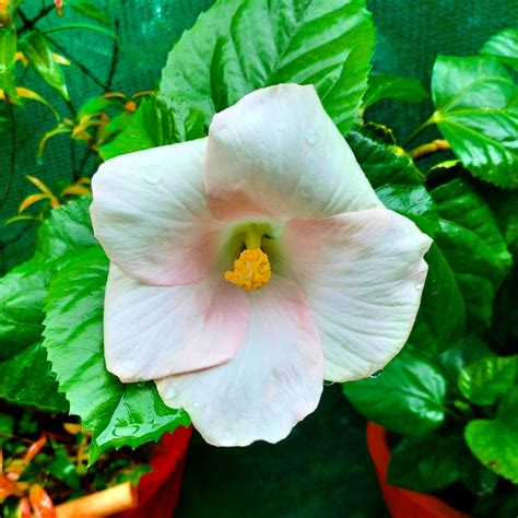 Hibiscus : r/IndoorPlants