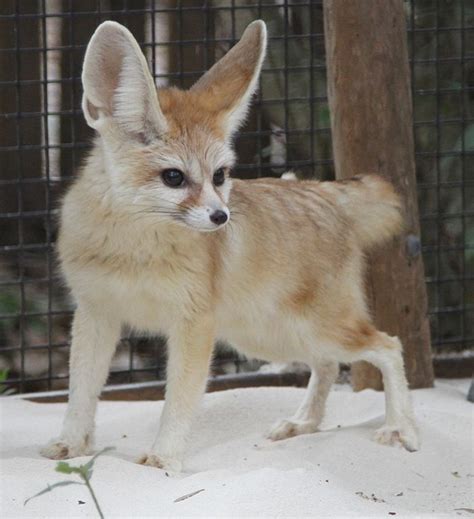 Pin by Ashley Javius on FenFoxP | Fennec fox, Fox, Animals