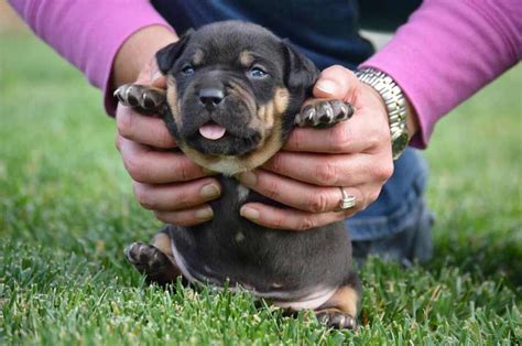 Rottweiler Pitbull Mix Puppies - MICXEP