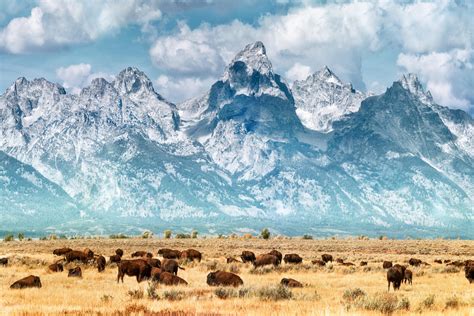 Herd Bison Buffalo Below Grand Teton Mountains Photo Art Print Poster 18x12 606345345136 | eBay