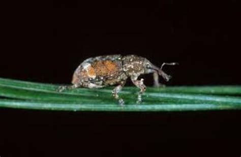 Correction of White Pine Weevil Injury — Plant & Pest Advisory