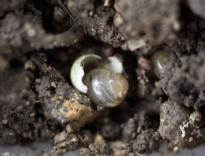 A clutch of snail eggs: 1. Hatchlings - Bird Ecology Study Group