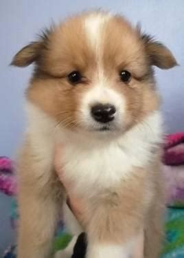 POSHIE PUPPY (Sheltie-Pomeranian mix)! Adorable, Fluffy, Small! for ...