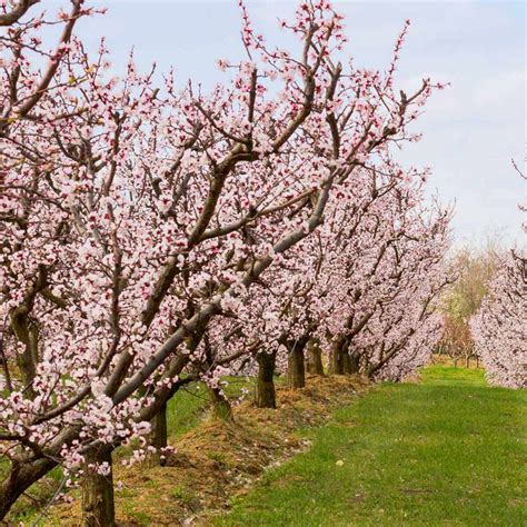 Blenheim Apricot Trees for Sale | BrighterBlooms.com