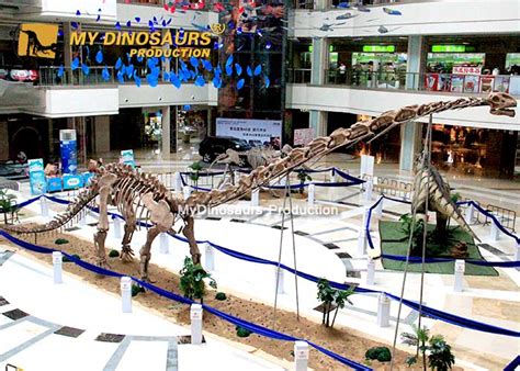 National Museum Replica Mamenchisaurus Skeleton for Sale