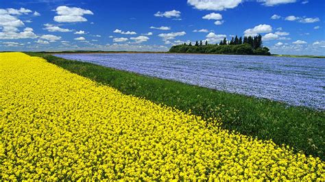 Canola Field – Bing Wallpaper Download