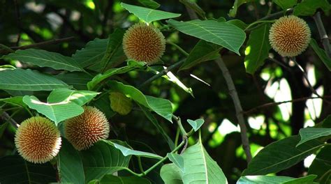 Kadamba Flowers!! I can almost smell them! | Flowers photography, Flowering trees, Plants