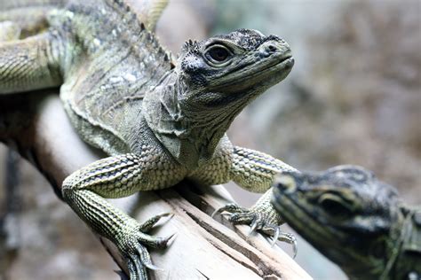 Philippine Sailfin Lizard at Dudley 29th Oct 2020 - ZooChat