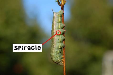 Animal Respiration: Tracheal System