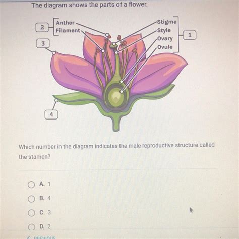 The diagram shows the parts of a flower. 2 Anther Filament Stigma Style Ovary Ovule 1 3 4 Which ...